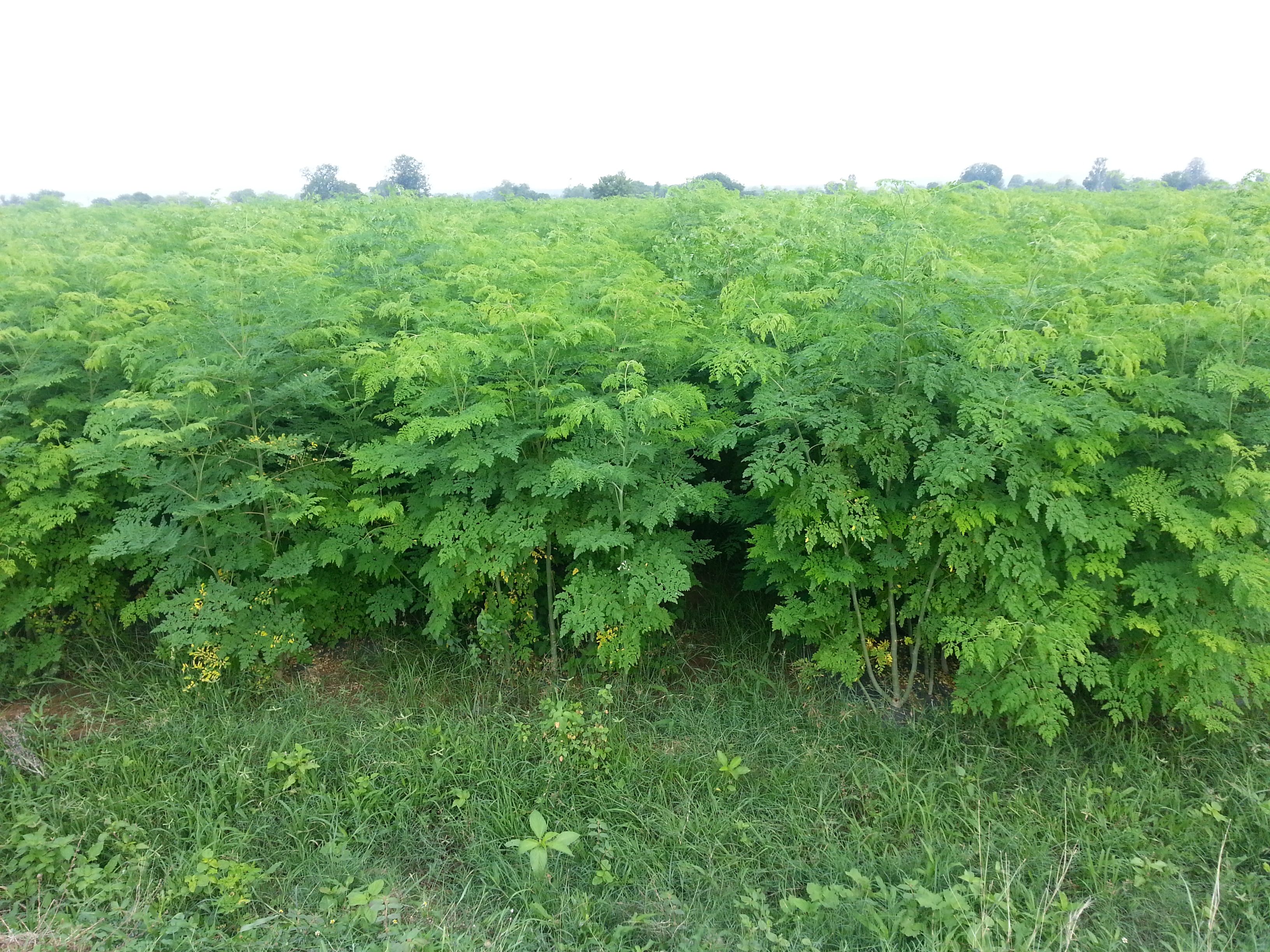 Moringa Leaves Powder