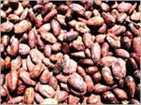 कोको बीन्स