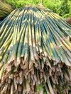 Murli Enterprises - Color: Green
