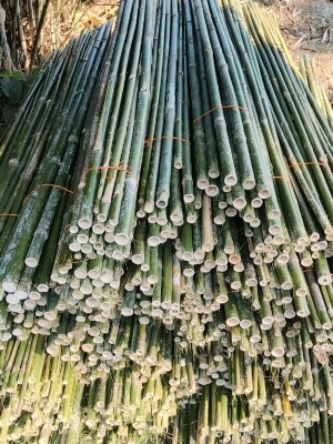 Bamboo Pole