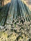 10 Feet Bamboo Poles - Color: Green