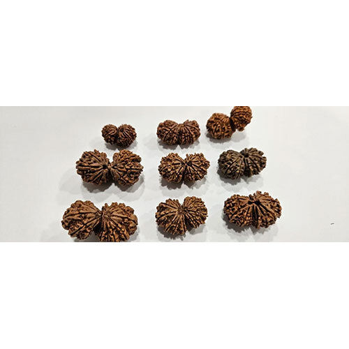 15 Mukhi Gaurishanker Rudraksha - Occasion: Casual