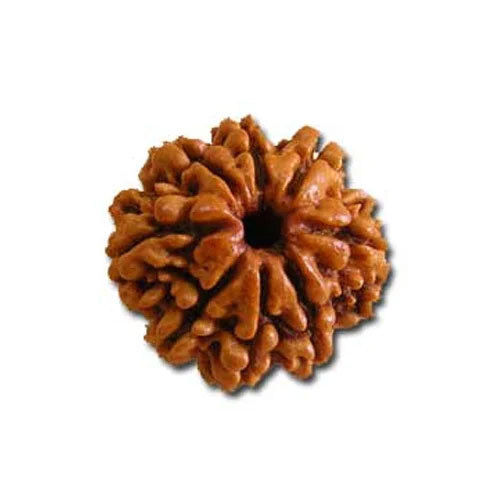 8 Mukhi Nepali Rudraksha - Occasion: Casual