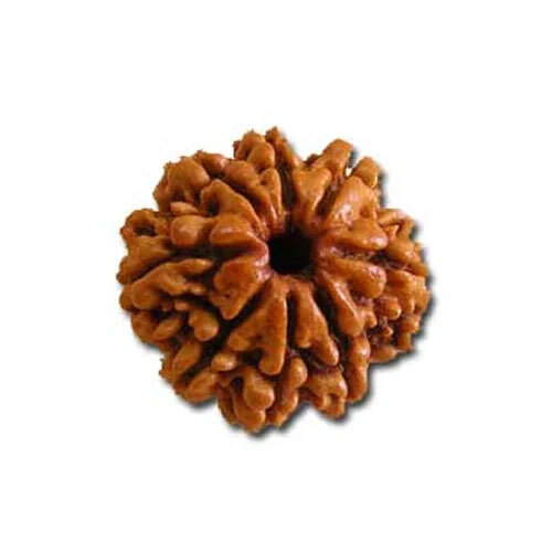 8 Mukhi Nepali Rudraksha