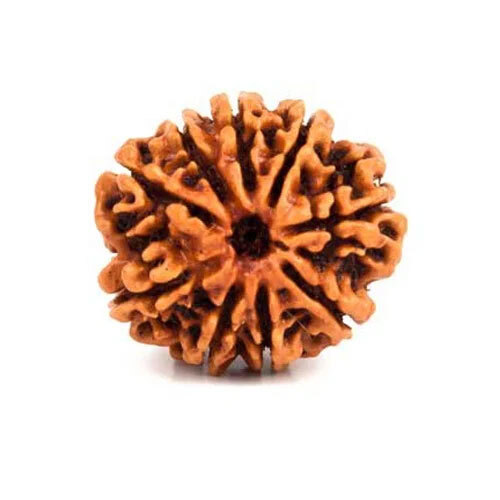 9 Mukhi Nepali Rudraksha