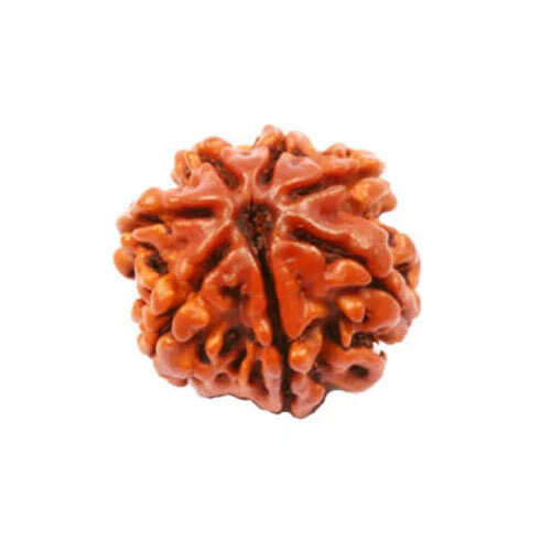 7 Mukhi Nepali Rudraksha - Occasion: Casual