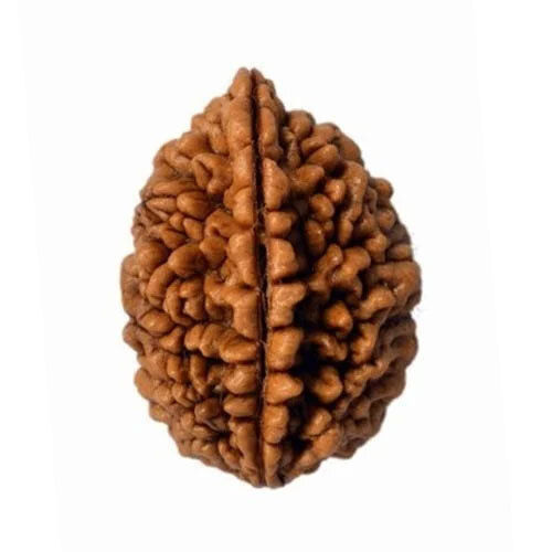 2 Mukhi Nepali Rudraksha - Occasion: Casual