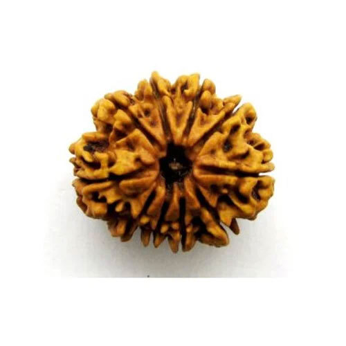 10 Mukhi Nepali Rudraksha