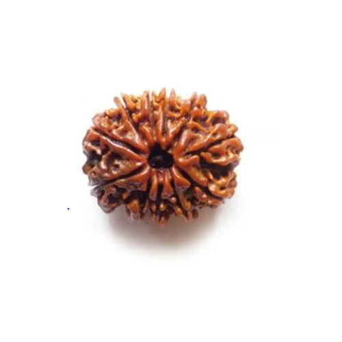 11 Mukhi Nepali Rudraksha - Occasion: Casual