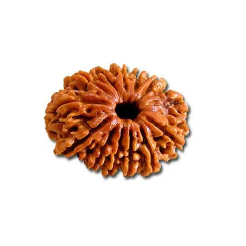 13 Mukhi Nepali Rudraksha - Occasion: Casual