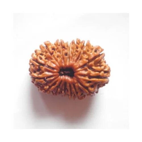 15 Mukhi Nepali Rudraksha - Occasion: Casual