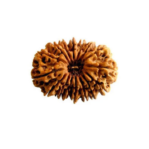 16 Mukhi Nepali Rudraksha - Occasion: Casual