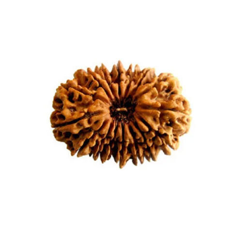 16 Mukhi Nepali Rudraksha