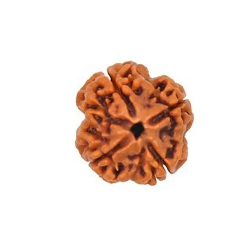 4 Mukhi Nepali Rudraksha