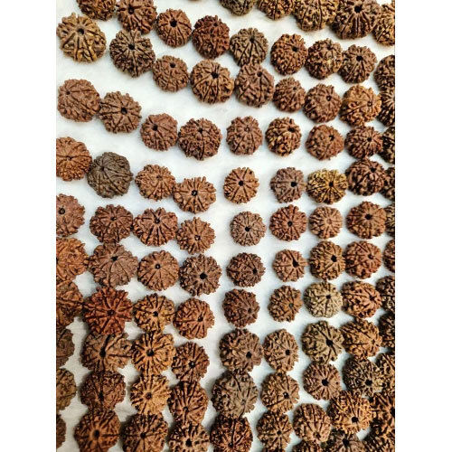 8 Mukhi To 12 Mukhi Nepali Rudraksha Lot - Occasion: Casual