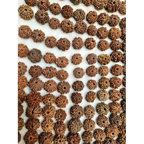 8 Mukhi to 12 Mukhi Nepali Rudraksha Lot