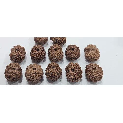 13 Mukhi Nepali Premium Rudraksha Lot - Occasion: Casual