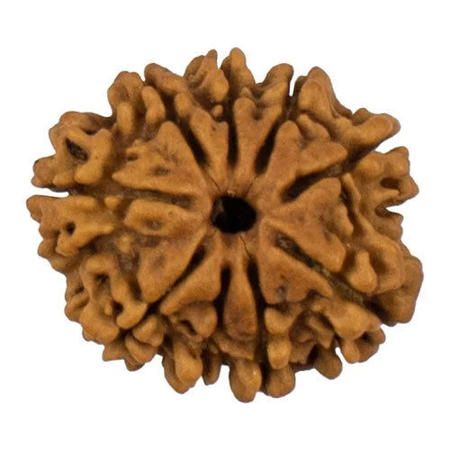 9 Mukhi Nepali Rudraksha Bead - Occasion: Casual