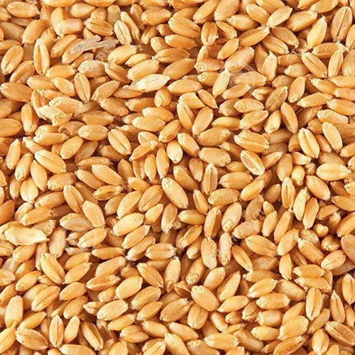 Fresh Wheat Grain - Color: Yellow