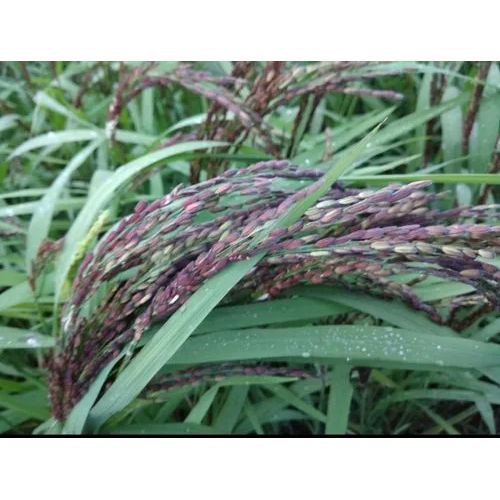 Black Rice Paddy Seeds - Cultivation Type: Common