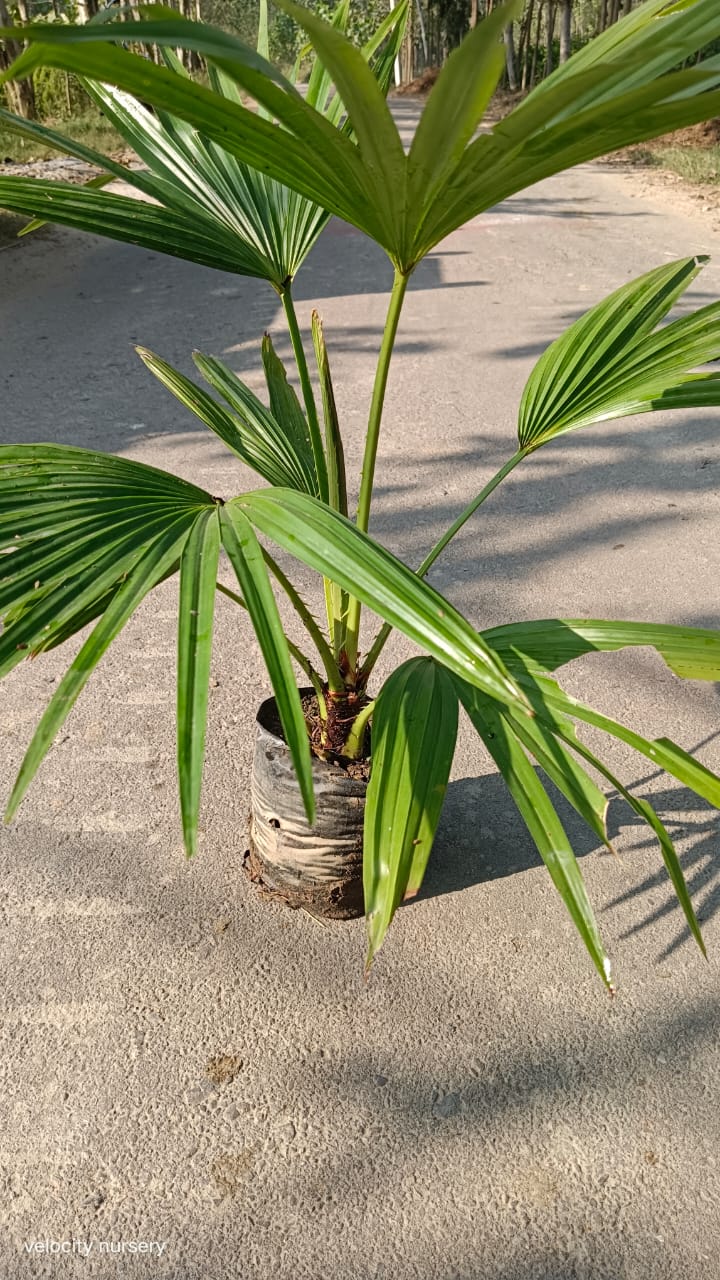 Chinese Palm - Natural Size Flower, Green Color | Lush Tropical Plant for Indoor DÃ©cor