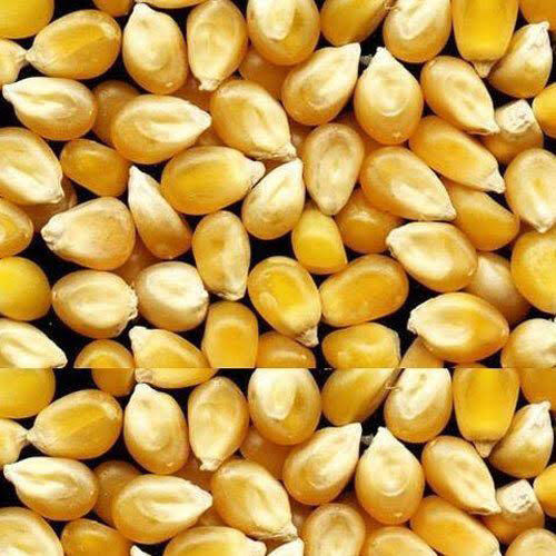 Yellow Maize - 95% Pure, Max 10% Moisture, Smooth Texture | Dried Common Maize and Pearl Millet