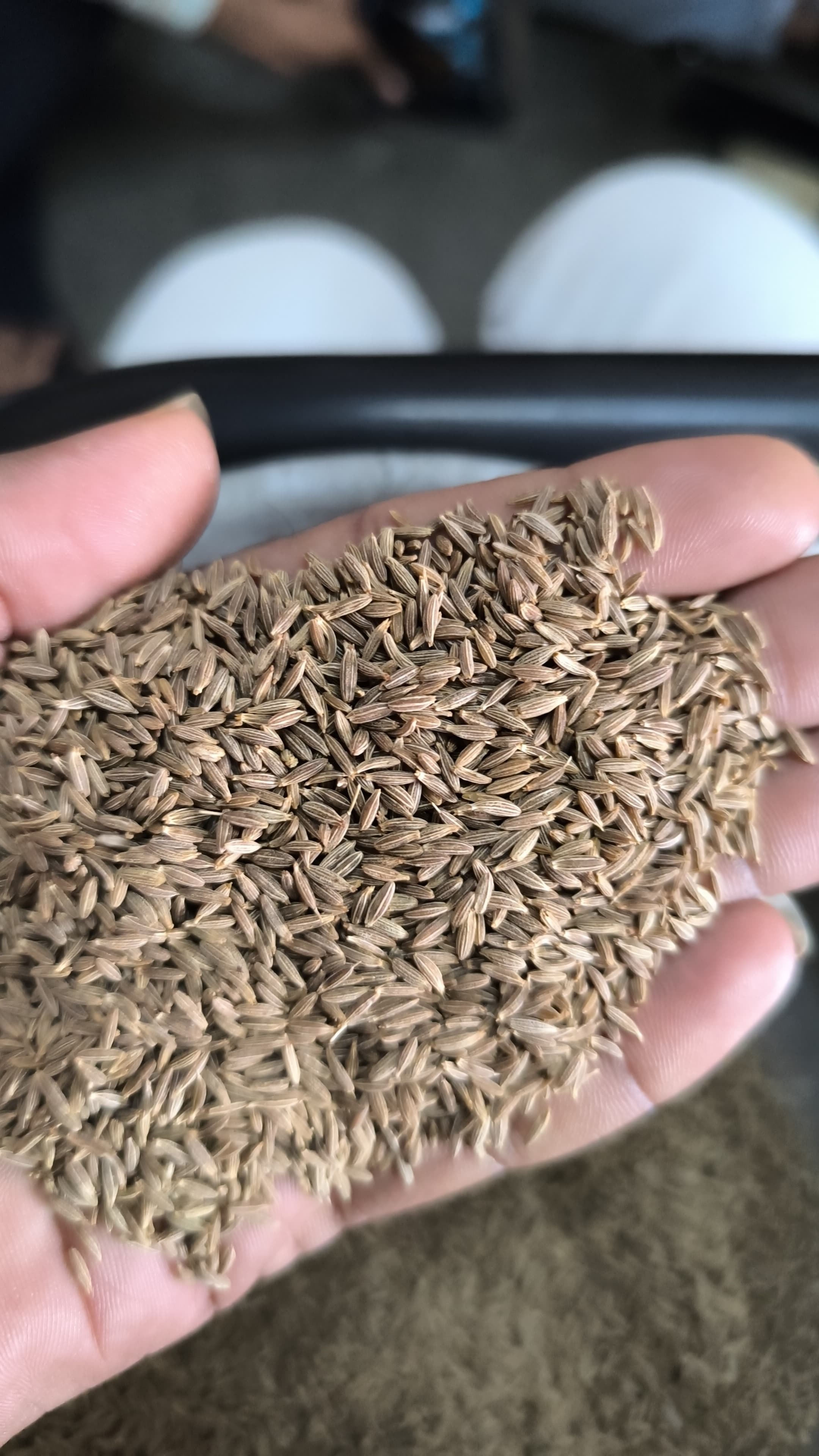 Cumin Cumin Seed