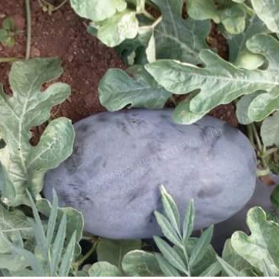 Hybrid Watermelon Seeds Rash 11 - Color: Fruit Rind Color Blackish Green