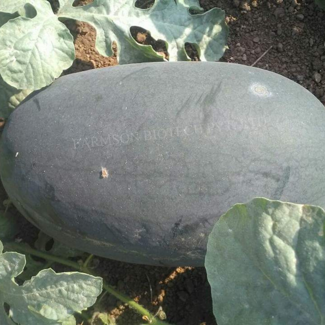 Hybrid watermelon seeds Rash 11