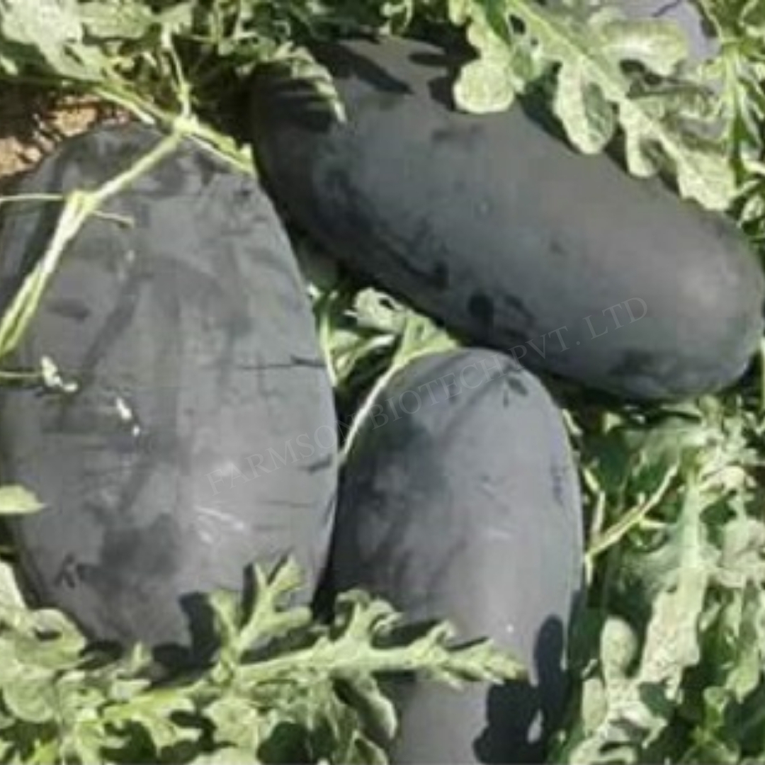 Hybrid Watermelon Seeds Rash 11 - Color: Fruit Rind Color Blackish Green