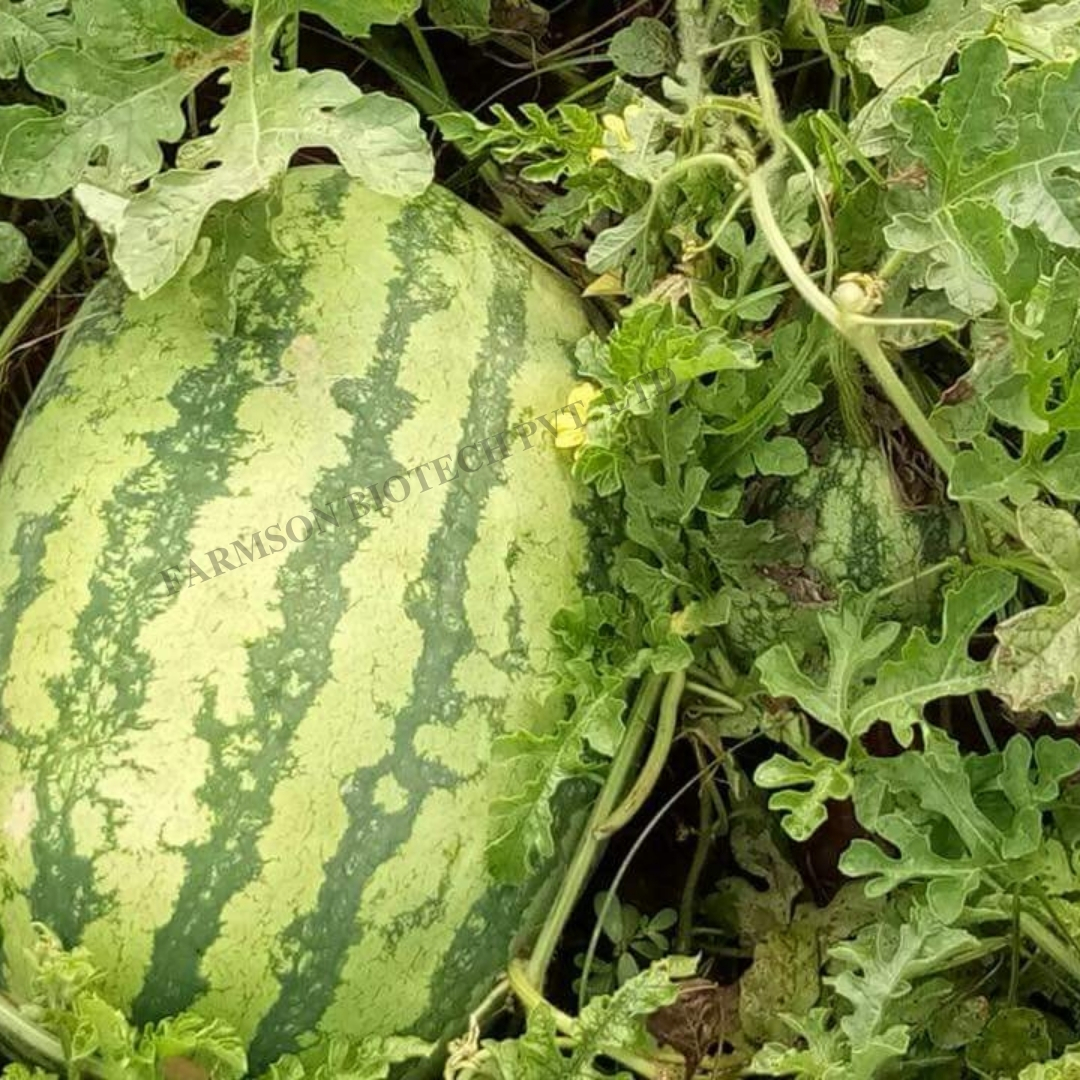 watermelon seeds FB- Madhu F1 Hybrid