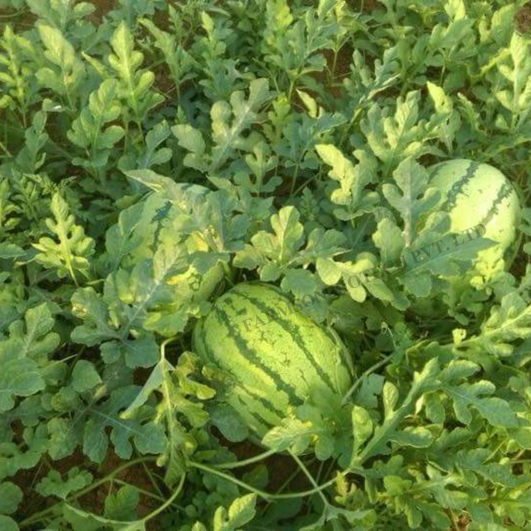 watermelon seeds FB- Madhu F1 Hybrid