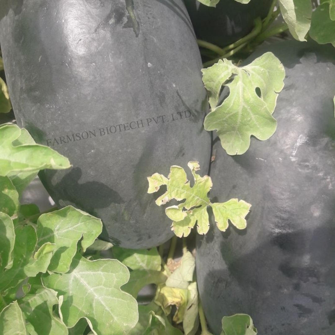 Red Watermelon Seed - Royal Red Hybrid - Cultivation Type: Common