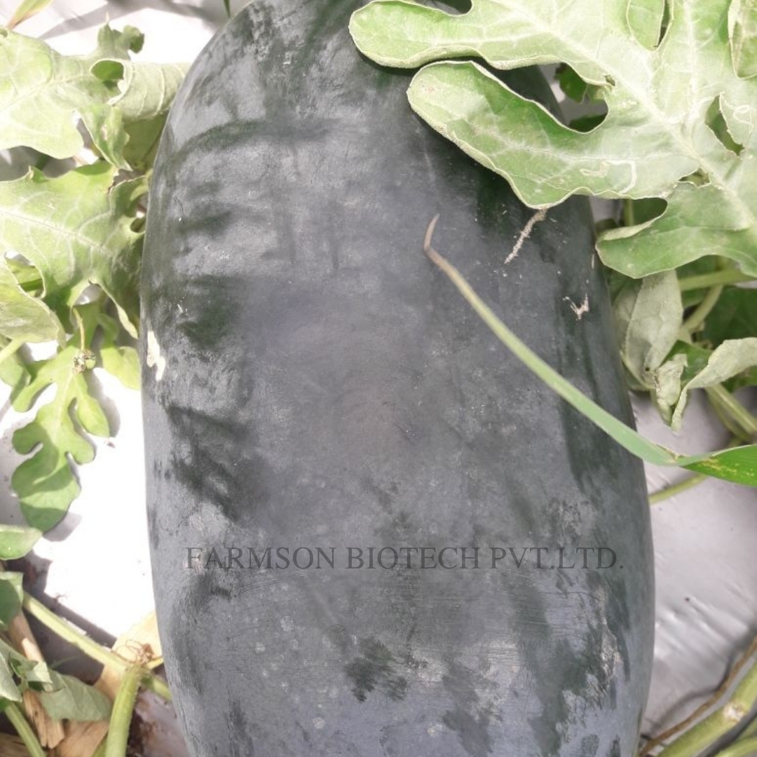 Red Watermelon Seed - Royal Red Hybrid - Cultivation Type: Common