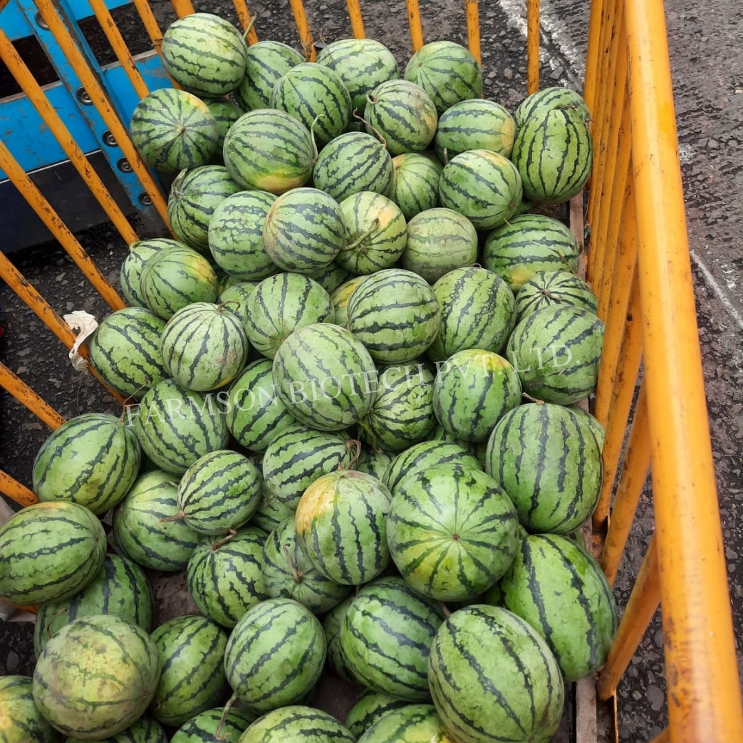 Hybrid watermelon seeds in fruit seeds FB-Royal baby F1