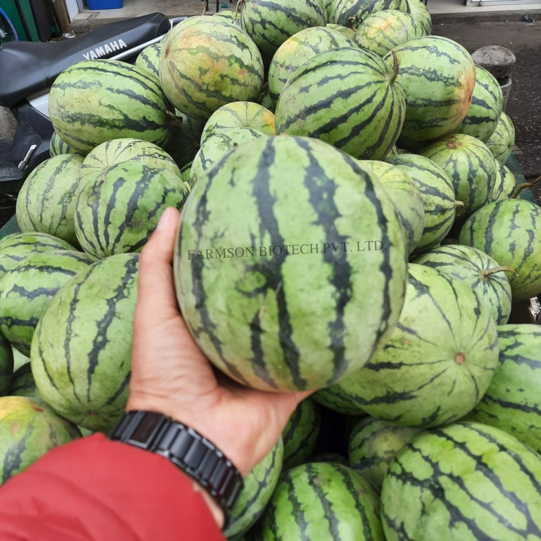 Hybrid watermelon seeds in fruit seeds FB-Royal baby F1