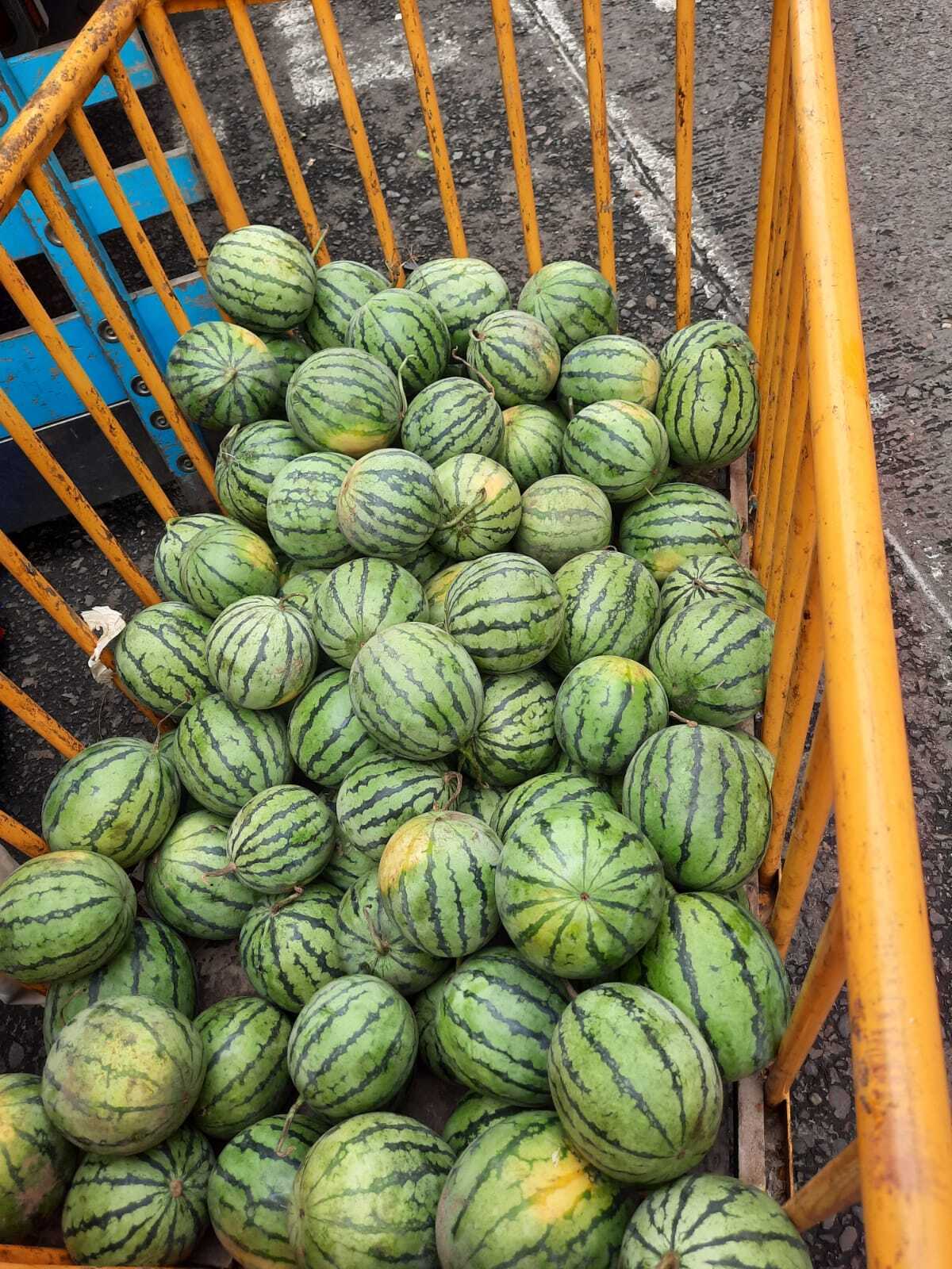 Hybrid watermelon seeds in fruit seeds FB-Royal baby F1