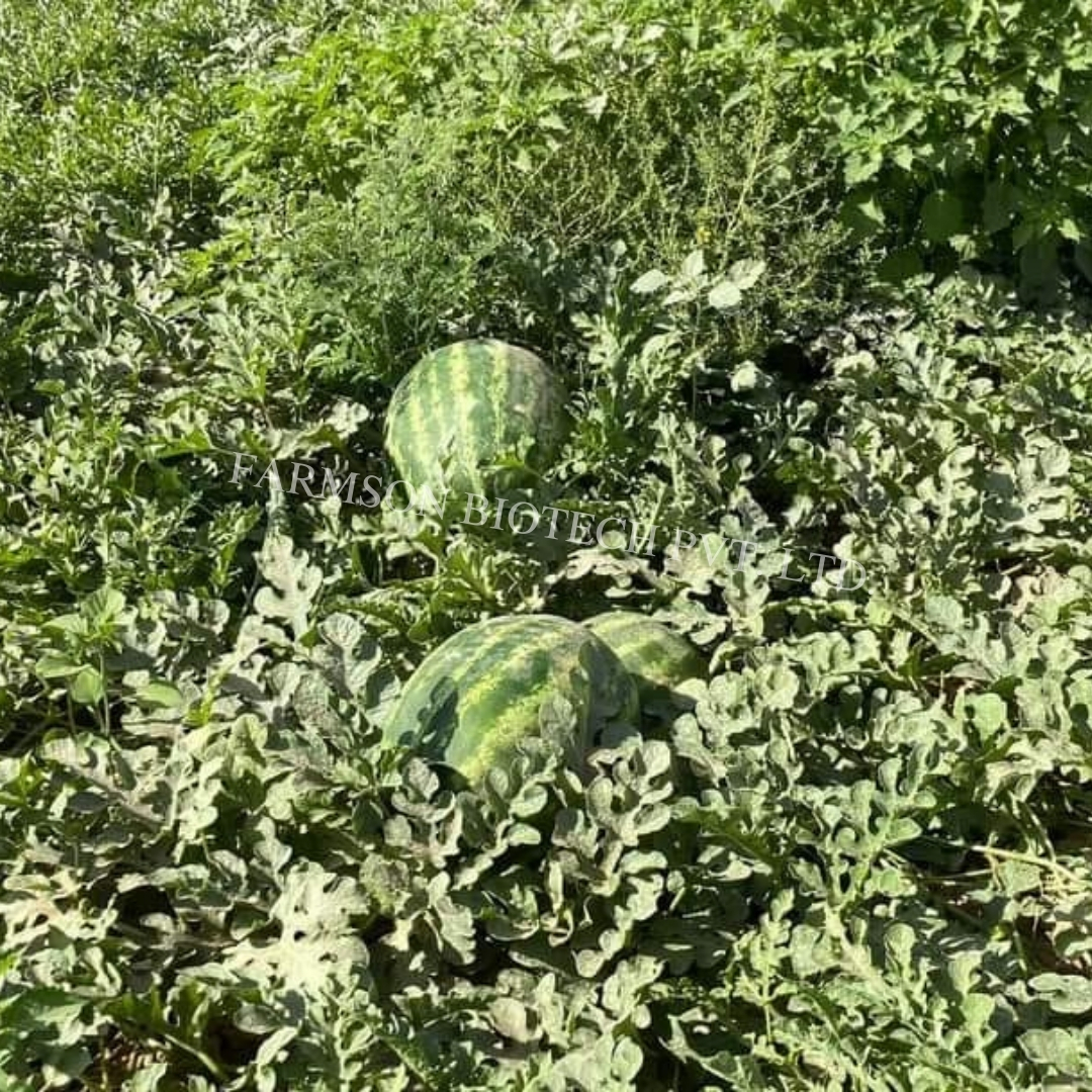 Watermelon seed sweet green hybrid FB-Madhurak F1