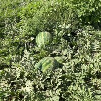 Watermelon seed sweet green hybrid FB-Madhurak F1