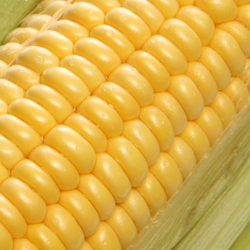 Frozen Sweet Corn - Dehydration Method: Store