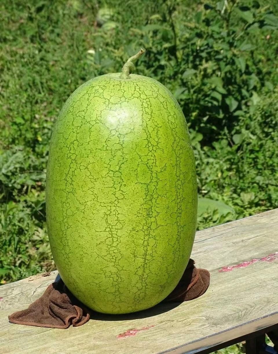 Hybrid Watermelon Seeds In Fruit Fb-maxon F1 - Cultivation Type: Common