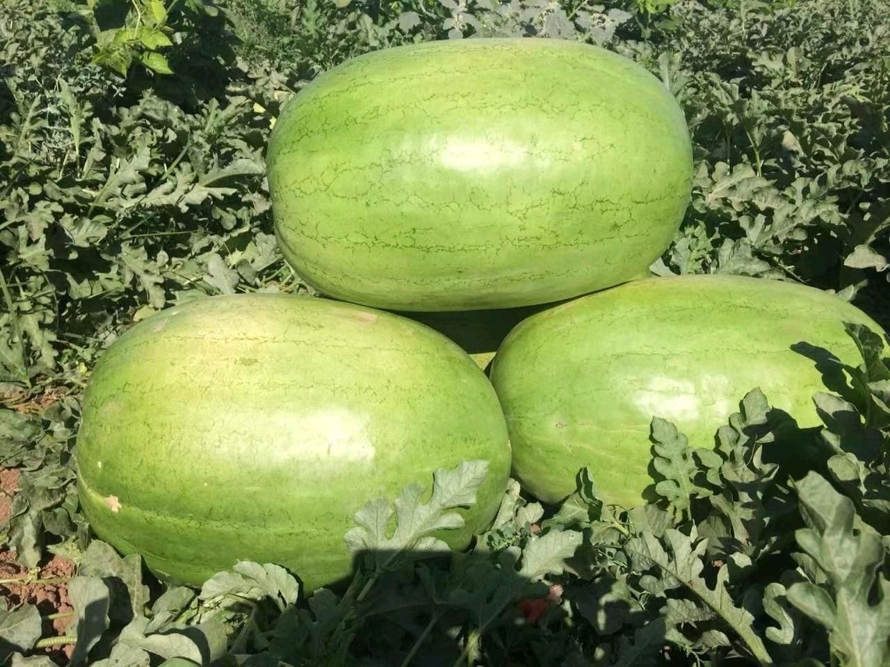 Hybrid Watermelon Seeds In Fruit Fb-maxon F1 - Cultivation Type: Common