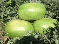 Hybrid watermelon seeds in fruit FB-Maxon F1