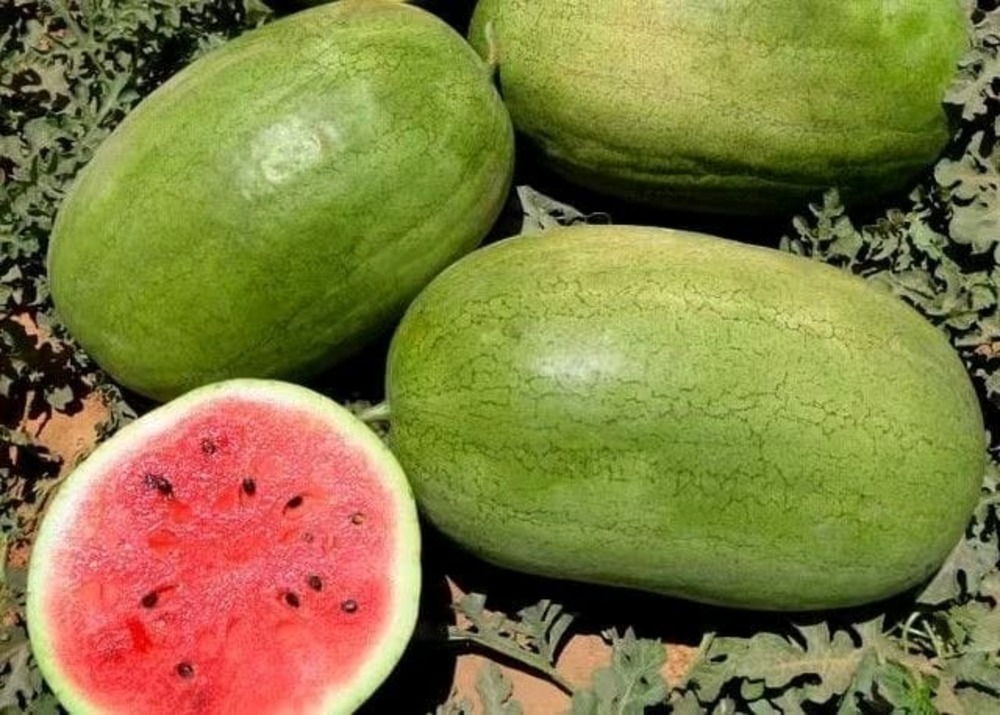 Hybrid Watermelon Seeds In Fruit Fb-maxon F1 - Cultivation Type: Common