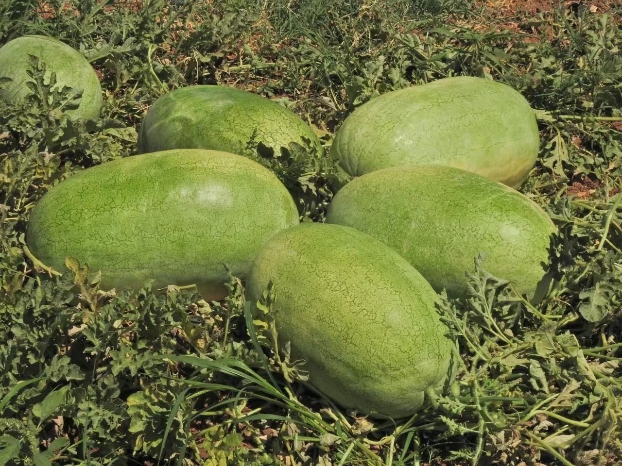 Hybrid Watermelon Seeds In Fruit Fb-maxon F1 - Cultivation Type: Common