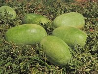 Hybrid watermelon seeds in fruit FB-Maxon F1