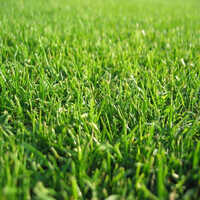 Cheap Artificial Grass Synthetic Turf Container Load - Pe, Pp & Synthetic Materials, 25x2 Cm, 15m Length | Durable, Easy To Clean, Lightweight, Embroidered Design