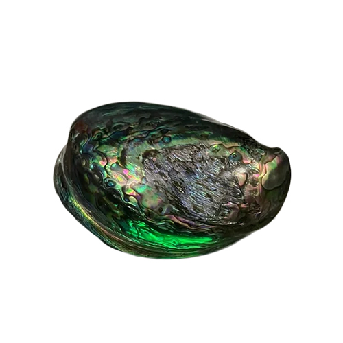 Green Abalone Seashell - Design Type: Factory Made