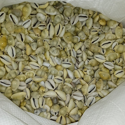 Natural Yellow Cowrie Seashell - Design Type: Factory Made