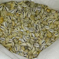 Natural Yellow Cowrie Seashell - Design Type: Factory Made